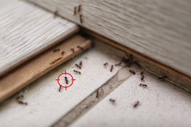 Best Commercial Pest Control Services  in Lla Lla East, WA