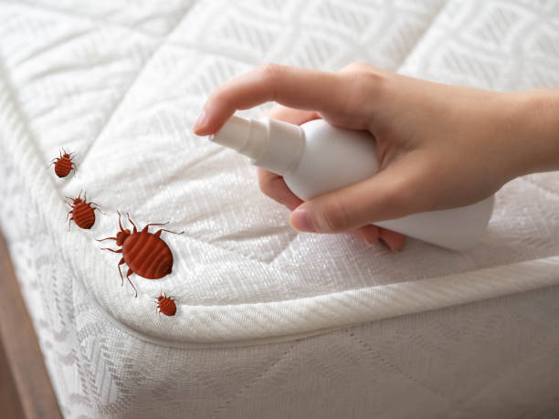 Professional Pest Control in Walla Walla East, WA
