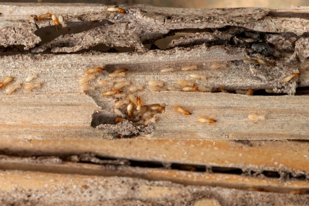 Wasp Removal Services in Walla Walla East, WA